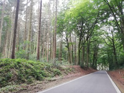 Fietsvakantie in eigen land - Limburgs bos